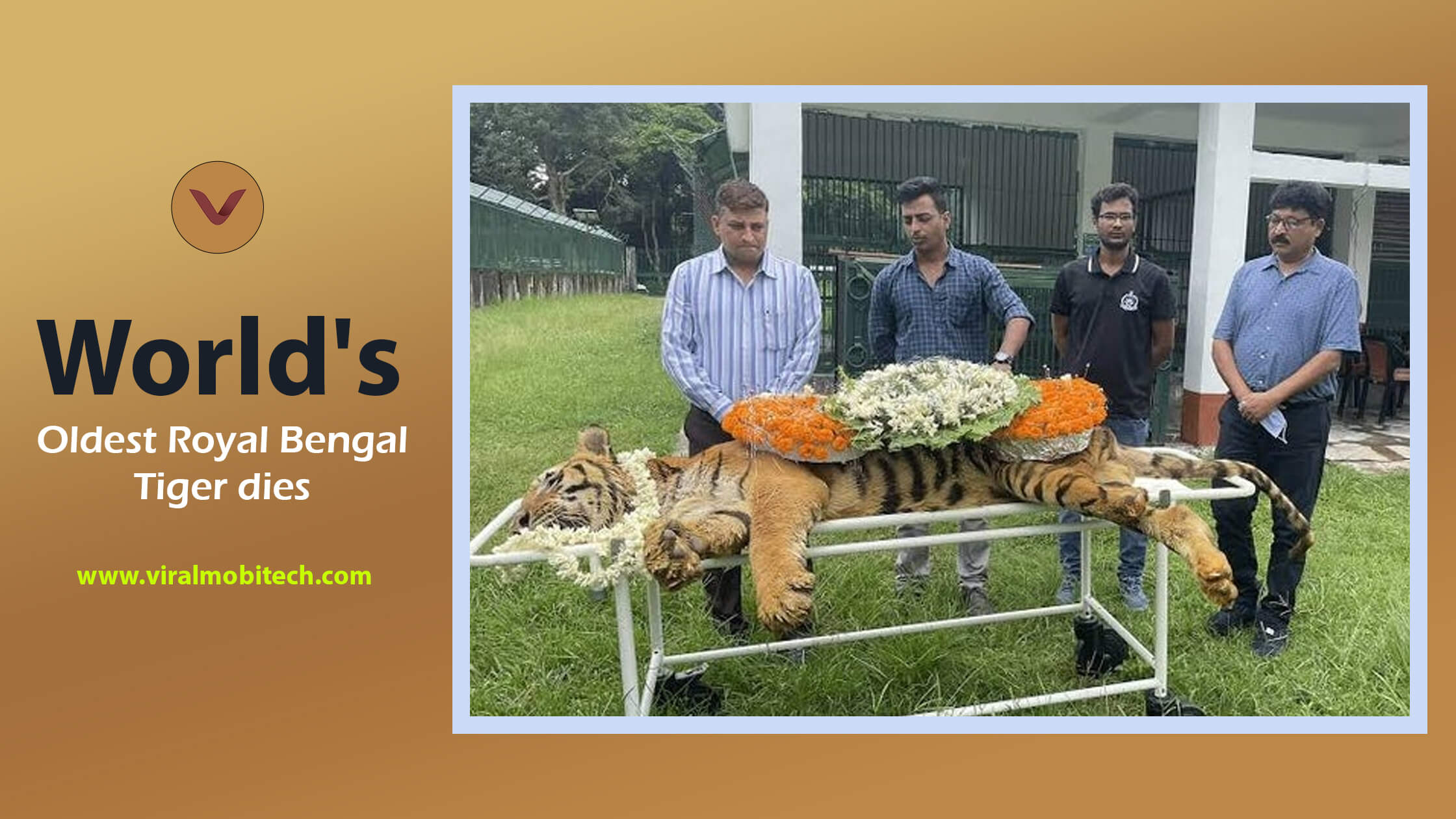 Raja, the tiger was no more with us